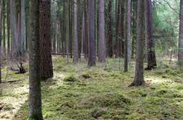 šalia yra senesnis miškas. Seniausia žinoma paprastojo taukiaus radavietė Aukštaitijos nacionaliniame parke Ažvinčių (Gervėčių) sengirės gamtiniame rezervate, Minčiagirės girininkijos 524 kv. 11 skl.
