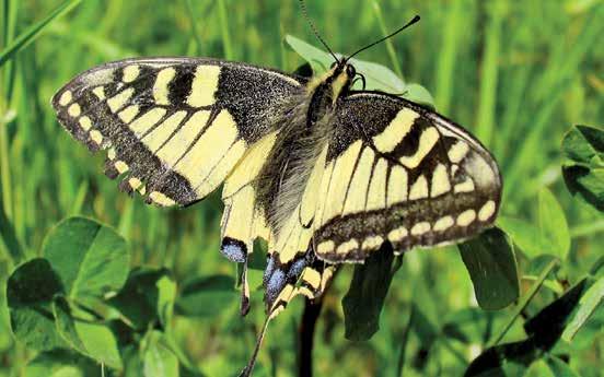 13 pav. Machaonas (Papilio machaon) (T. Kalašinsko nuotr.) Machaonas (Papilio machaon) Sparno ilgis 26 37 mm. Per metus išsivysto dvi kartos.