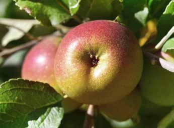 šios veislės skiepų buvo įvežta iš Amerikos ir auginta Kauno, Šakių ir Vilkaviškio rajonuose. Vaisiai labai aromatingi ir sultingi. Vilhelminis (sin. Kaizeris Vilhelmas) (vok. Kaiser Wilhelm) 1864 m.