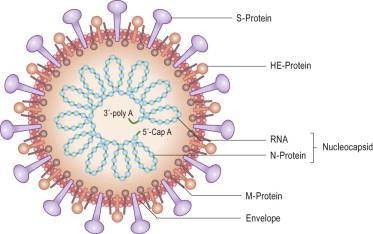 kriptosporidijos ir enterotoksigeninės ar enteropatogenininės E. coli rūšys yra dažnos ir jos padidina bendrą sergamumą ir viduriavimo dažnumą (18). 1 pav. Korona viruso struktūra schematiškai.