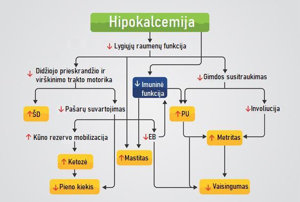 Biozymenų Identifikavimas Ligoms Po Apsiversiavimo Identification Of Biomarkers For Diseases After Calving Pdf Free Download