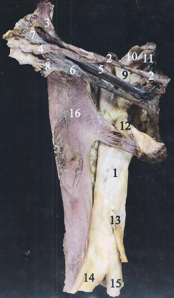 1. Aorta abdominalis 2. Arteria hepatica propria 3. Ramus dexter (Arteria hepatica propria) 4. Ramus sisnister (Arteria hepatica propria) 5. Vena portae hepatis 6. Ductus hepaticus communis 7.