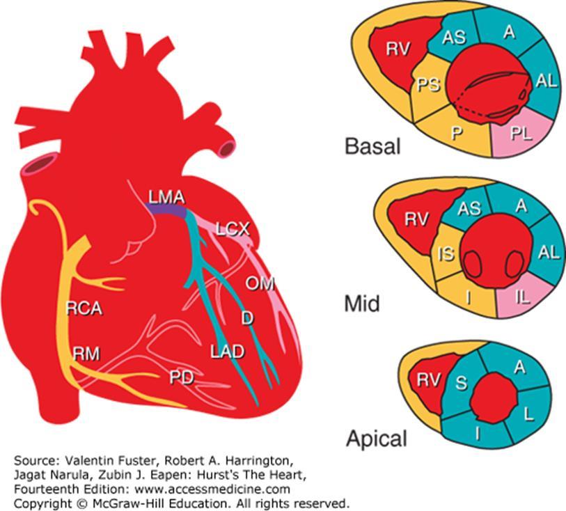 artery; RM, right marginal branch Right coronary artery (RCA) Posterior descending artery (PDA) Left main coronary artery