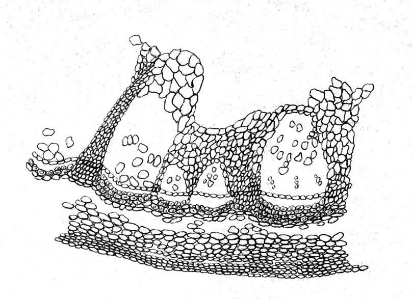 Lunaria rediviva antžeminio stiebo anatominė sandara. Anatominės sandaros tyrimui L. rediviva stiebų ėminiai imti žydėjimo metu (2003 m. gegužės mėn.) 