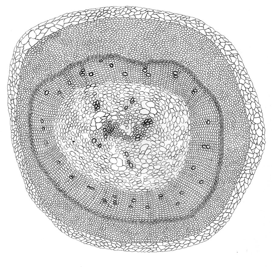 periderma kolenchima karniena brazdas mediena 22 pav. Lunaria annua L. šakniastiebio anatominė sandara nekūlelinio tipo sifonostelė (2002 m., vegetacijos pabaigoje).