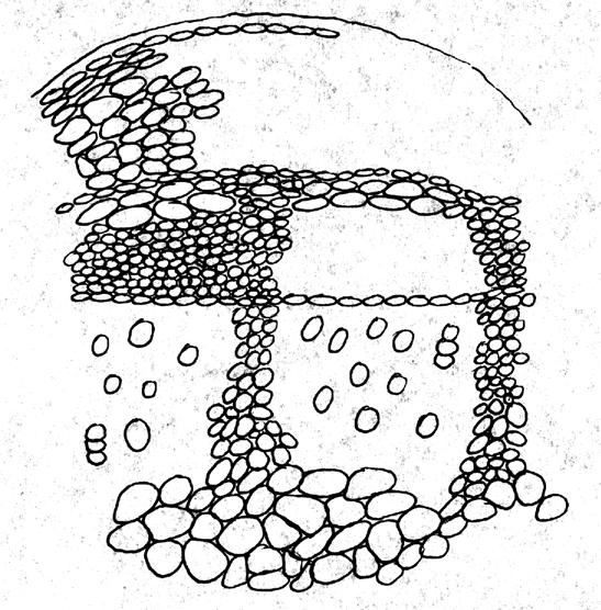 Centrinį veleną sudarantis išorinis sluoksnis periciklas heterogeniškas. Tai virš indų kūlelių esančios sklerenchimos salelės ir tarp salelių esanti parenchima.
