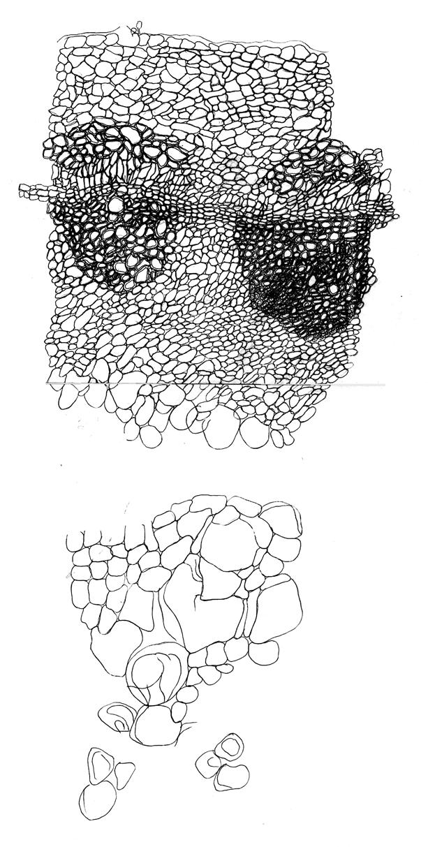 periderma kolenchima mezodermis sklerenchima karniena brazdas mediena šerdis apyšerdis šerdis oro ertmė 25 pav. Lunaria annua L. stiebo skersinio pjūvio fragmentas (2002 m., vegetacijos pabaigoje).
