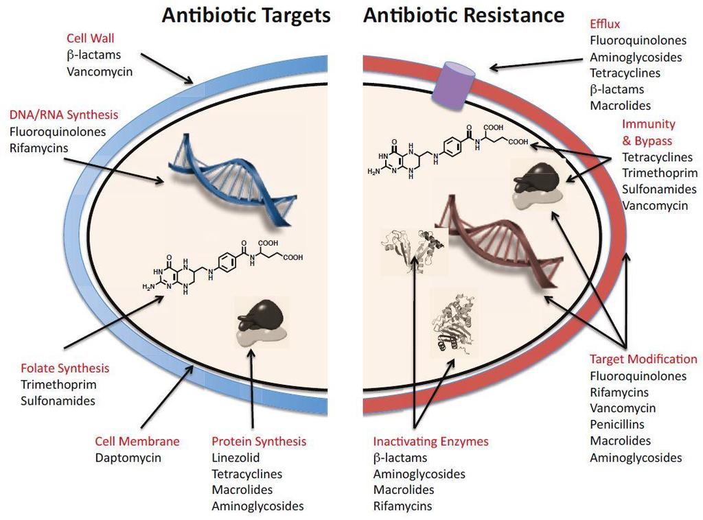 1.6. Antibiotic use and antimicrobial resistance Novel antibiotic classes with new mechanisms of action have not been developed since 1987, leaving the veterinary profession with limited options