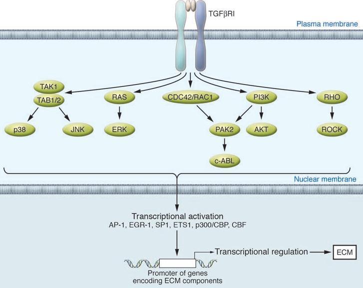 AP-1, acivator protein 1; EGR-1, early growth response 1; PAK2, p21-activated kinase 2; ROCK, Rho-associated, coiled-coil containing protein kinase 1; TAB1/2, TAK1-binding protein 1/2; TAK1, TGF-β