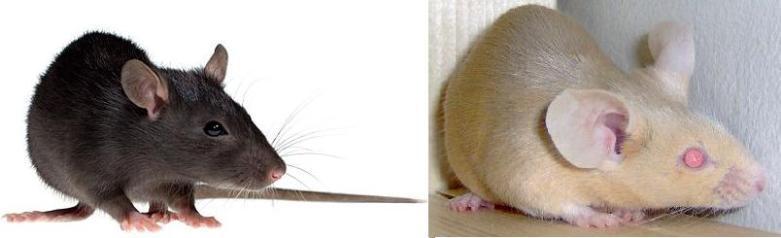 10 pav. Tsk-1 mutaciją turinti (kairėje) ir pa/pa (dešinėje) pelės. Pa genas lemia tik kailio spalvą, o odos fiziologijos ar fibrogenezės nekeičia.