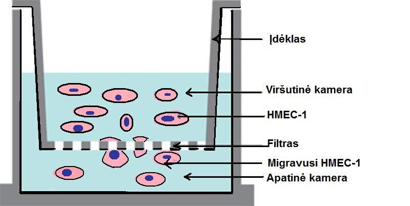 po 0 h, po 24 h paskaičiuota kiek ląstelės migravo pirmą eksperimento parą, po 48 h antrą parą. Eksperimente naudotos HMEC-1 ląstelės inkubuotos su imatinibo mezilatu (koncentracijos nuo 0.1 iki 1.