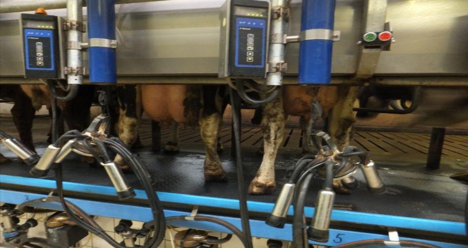 somatinių ląstelių kiekį kiekvienos karvės piene, identifikuoti, gydyti ir stebėti mastitu sergančias karves; tirti visas karves prieš užtrūkinimą ir atrinkti užtrūkintas karves gydymui; sekti