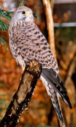 VASARIS Pelėsakalis (lot. Falco tinnunculus) yra plėšriosios rūšies paukštis. Juos galime rasti Anykščiuose, Kaune, Varėnoje, Šakiuose, Šilutėje ir kituose regionuose.