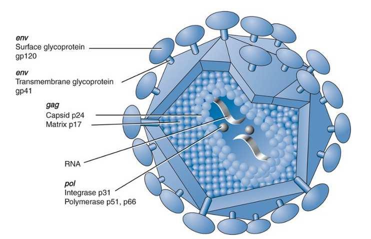 sukeldamas ląstelės antivirusinio poveikio inaktyvaciją. Vpr (virusinis baltymas r) nukreipia viruso genomą į branduolį po ląstelės infekavimo.