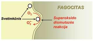 29 pav. Fagocito reakcija telių ar jose, gali pašalinti kraujagysles plečiantį (vazodilatacinį) NO poveikį, t. y. superoksido radikalas šiuo atveju veikia kaip vazokonstriktorius.