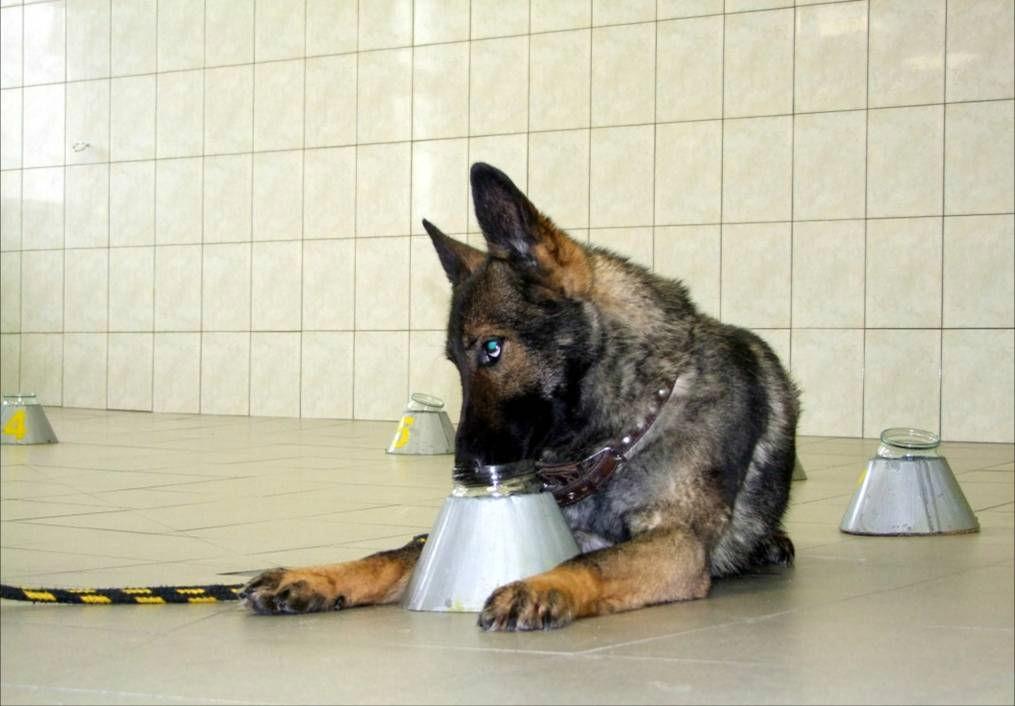 3. Antras etapas kvapų tyrimas. Šuniui duodamas uostyti kvapo pėdsakas arba lyginamasis kvapo pavyzdys, o išrinkimo rate tarp pagalbinių kvapų įdedami tiriami kvapų objektai.