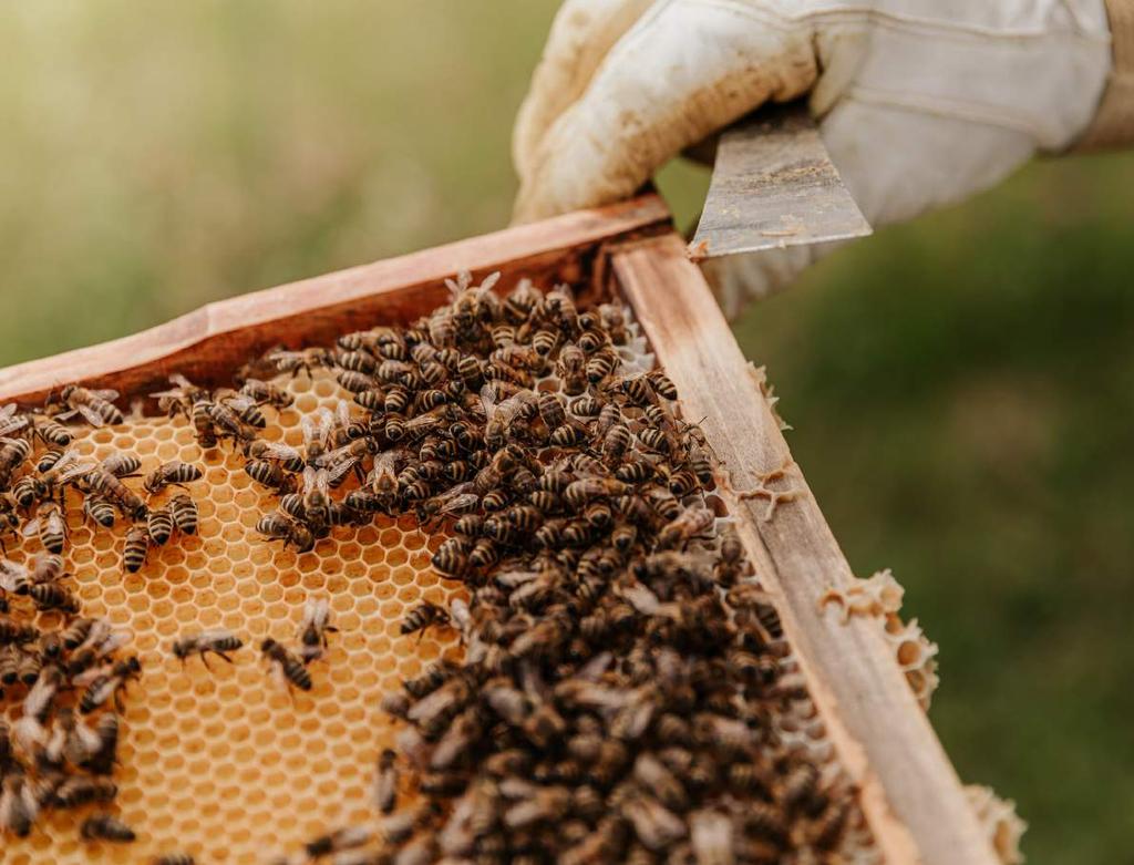 PRIE ARBATOS MOLIŪGŲ PYRAGAS SU MEDUMI Anot bitininko, medus universalus ingredientas, tinkamas tiek pagrindiniams patiekalams, tiek desertams.