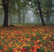 Rudenį dauguma medžių numeta lapus, nes esamos saulės šviesos nebepakanka ir lapai medžiams nebereikalingi.