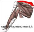 18 3 pav. Viršdyglinio raumens vieta Dažniausia peties sąnario skausmo priežastis periartikulinių audinių patologija.