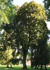 Viešvilės parke saugoma europinio maumedžio septynių medžių grupė ir paprastasis bukas Purpurea Latifolia.