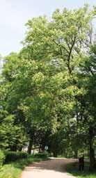 Renavo dvaro parke žvilgsnį traukia paprastojo ąžuolo Cupresoides (47 pav.), geltonžiedžio kaštono (48 pav.), paprastųjų bukų Purpurea Latifolia (49 pav.) ir platanalapio klevo Purpurascens medžiai.