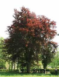 Utenos apskritis Medžių grupės ir pavieniai medžiai saugomi Utenos, Anykščių ir Molėtų rajonuose. Tai 36 medžiai, augantys 3 medžių grupėse (25 medžiai) ir 11 medžių pavieniais (8 lentelė).
