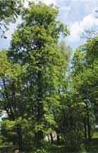 medžiai), europinis kukmedis (1 medis) ir juodalksnis (11 medžių). Keturiose medžių grupėse auga 33 medžiai iš 43 esančių. Dvi paprastosios eglės (57 pav.) auga Jašiūnų dvaro parke.