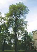 paprastoji eglė Ohlendorffii, Aukštadvario dvaro parke keturių europinių maumedžių