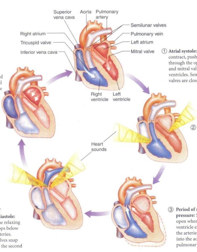 Širdies ciklas 2 Prieširdžiai susitraukia (sistolė), išstumia kraują į skilvelius Širdis atsipalaidavusi, kraujas plūsta į