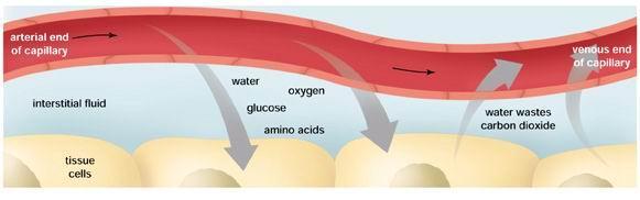 Kaip vyksta medžiagų mainai tarp kraujo ir ląstelių audiniuose: Kraujas į audinį atiteka arteriolėmis, kurios šakojasi į daug smulkių kapiliarų.