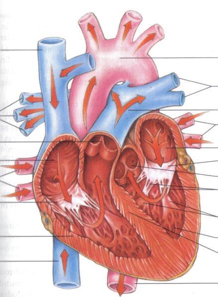 Širdies sandara Viršutinė tuščioji vena D. plaučių arterijos D.