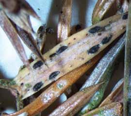 Kadagių spyglių džiūtį sukelia aukšliagrybių (Ascomycetes) klasės spygliakrėčių (Lophodermium) genties grybas kadaginis spygliakrėtis (Lophodermium juniperinum).