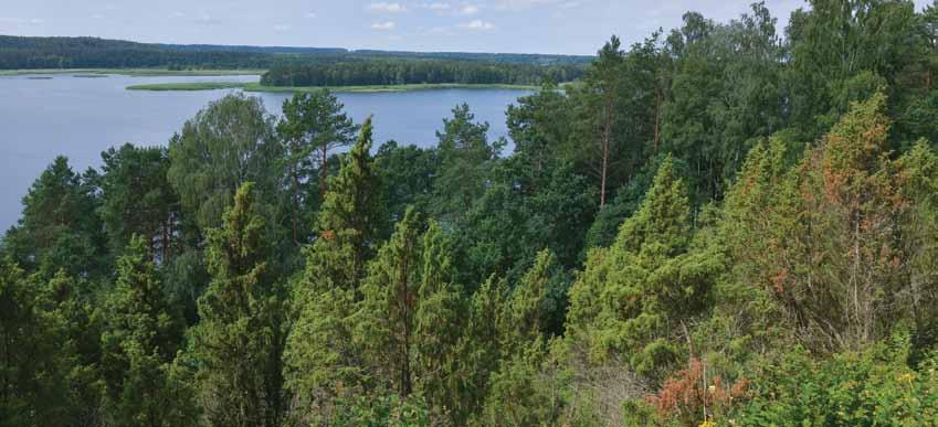 SELEMONO PALTANAVIČIAUS nuotraukos Arlaviškių kadagynas auga ant stataus marių slėnio šlaito Pažintis su Kauno marių regioninio parko gamta POVILAS VITKAUSKAS Kauno marių RP lankytojų centre