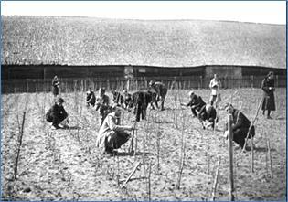 Dotnuvoje (Valinavoje) įkurta savarankiška Sodininkystės ir daržininkystės bandymų stotis 46 ha, pasodinta 109 veislių obelys 1940 m.