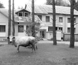 6 Jaunimo vakaras Zervynose Vienà dienà atëjusi á mokyklà nustebau, kad ant mokyklos iðorinës sienos pakabintas didelis baltas plakatas, iðraðytas pamargintomis raidëmis.