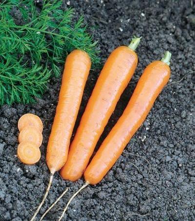 Kadangi pasėtos morkos ilgai nesudygsta, kad jas nenustelbtų piktţolės, reikia laistyti, purenti tarpueilius, naudoti herbicidus. Morkos yra dirvų struktūrai jautriausias augalas.