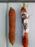 Saugyklose palaikyti tinkamą temperatūrą ( 1 4 C ) ir drėgmę ( 90 95 % ). Sandėliuojamas morkas pabarstyti kreida ( 150 200 g/10 kg morkų ).