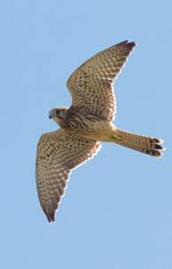 22 Pelėsakalis (Falco tinnunculus) vidutinio dydžio sakalas, aptinkamas nuo Atlanto iki Ramiojo vandenyno.