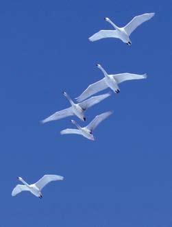 Kas paukščius skatina keliauti? Kodėl juos galima vadinti viena judriausių gyvūnų grupe? Visas paukščio gyvenimas prasideda iš labai gerai suplanuotų, tikslingų skrydžių.