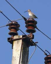 Ore skrendančių paukščių tyko vėjų jėgainių sparnai, aukšti bokštai ir ypač elektros laidai.