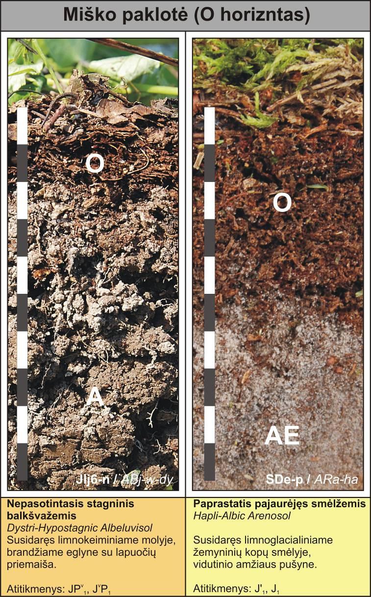 AZONINIAI PROCESAI Miško paklotė sluoksnis, kuriame vyrauja organinė medžiaga, susidariusi iš nesusiskaidžiusių ar dalinai susiskaidžiusių nuokritų lapų, spyglių, šakelių, samanų bei kerpių