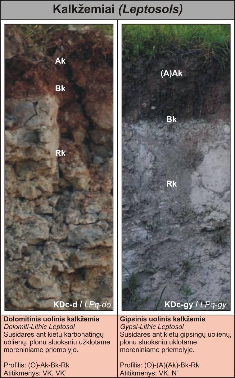 PRADINĖ DIRVODARA Kalkžemiai menkai išsivystę ant kietų arba birių, daugiau nei 40% kalcio karbonatų turinčių uolienų, dirvožemiai.