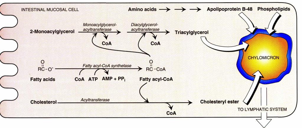 Hidrolizė -> Micelės -> Chilomikronai Iš su micelėmis patekusių MAG, lizofosfolipidų ir R.