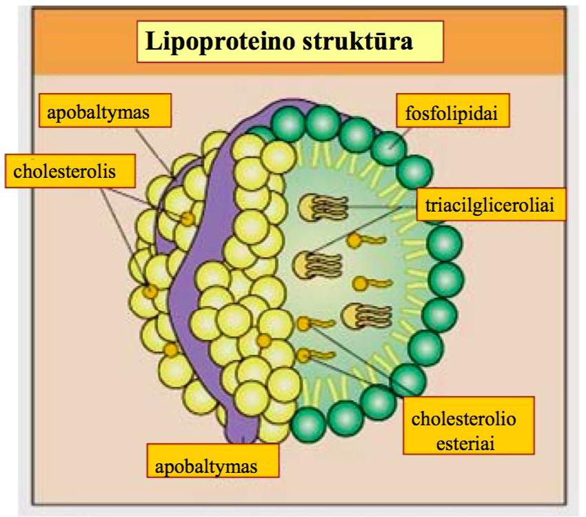 Lipoproteinai: baltymų ir