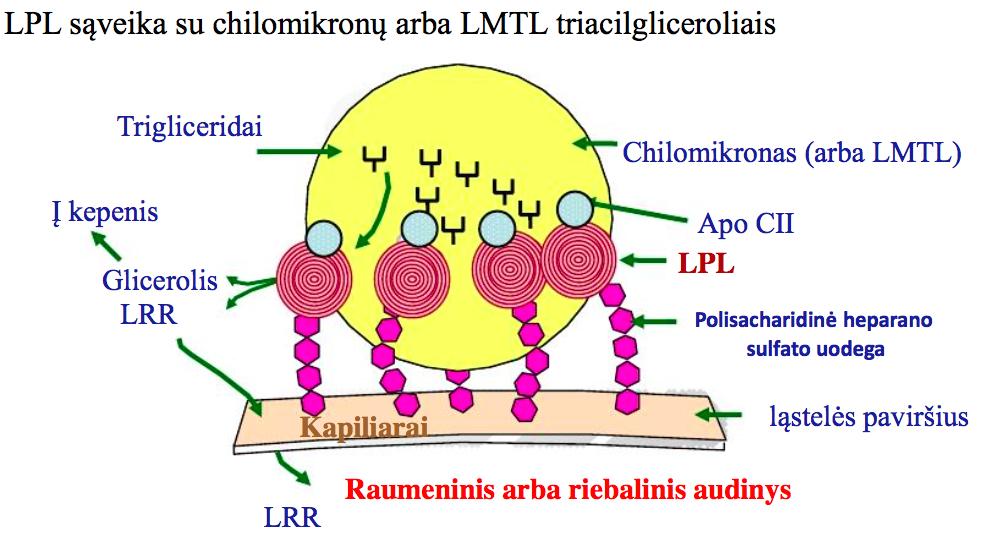 Lipoproteinlipazė LPL tai fermentas, kuris yra randamas ant kapiliarų endotelio plazminės