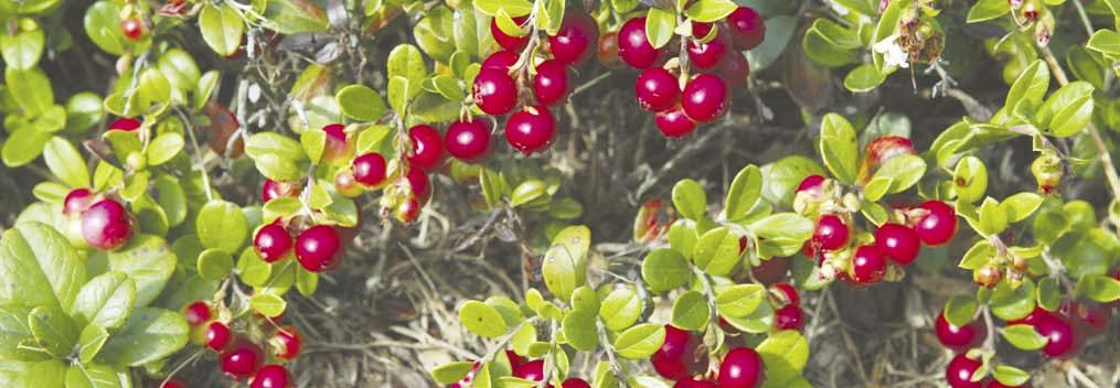 esencijos. Iš miltų, 1 kiaušinio, 150 g cukraus ir sviesto išsukite tešlą ir padėkite ją šaltai. Iš slyvų išimkite kauliukus, supjaustykite skiltelėmis.