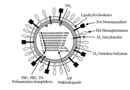 Gripo virusą sudaro lipidinio dvisluoksnio apvalkalas, kuris susiformuoja iš ląstelės šeimininko plazminės membranos ir įsiterpusių