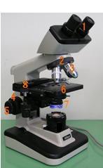 Pagrindinės optinio mikroskopo dalys (žr. 31 pav.