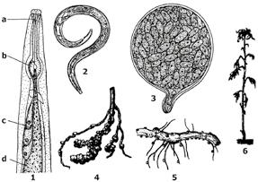 Medelynuose, šiltnamiuose auginamuose sodmenyse parazituoja kelių rūšių mikroskopiniai fitohelmintai nematodai (Nematoda). Jie pažeidžia daugelį lapuočių ir spygliuočių.