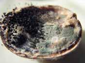 Grybo Fusarium oxysporum Fr. pažeistų sėklų paviršiuje atsiranda smulkių dėmių, padengtų puriomis rausvos spalvos pagalvėlėmis. Supuvę vidiniai sėklų audiniai taip pat įgauna rausvoką atspalvį.